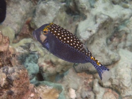 80 Spotted Boxfish Male IMG 2069.JPG